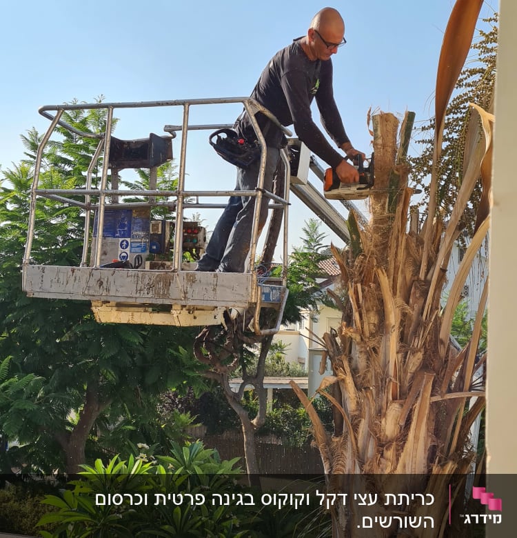 אדם גוזם עץ דקל עם מסור חשמלי